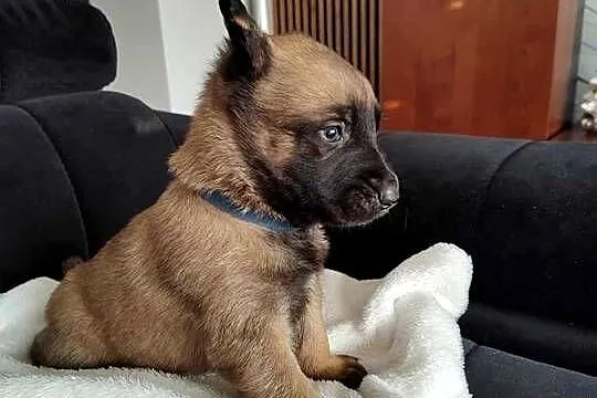 Owczarek Belgijski Malinois Szczeniaki, Śląskie, Częstochowa