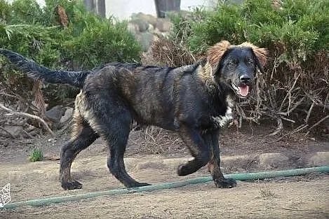 Piękny 4 miesięczny szczeniaczek Tobi szuka dobrego domku na zawsze,  Kundelki cała Polska