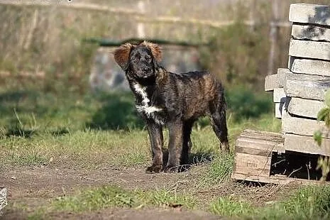 Piękny 4 miesięczny szczeniaczek Tobi szuka dobreg