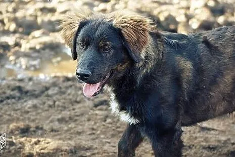 Piękny 4 miesięczny szczeniaczek Tobi szuka dobreg