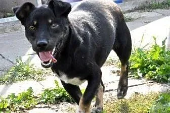 Kukers kochany piesek bez oczka czy nie ma szans na dom?,  małopolskie Kraków
