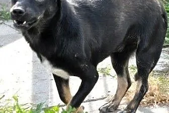 Kukers kochany piesek bez oczka czy nie ma szans n