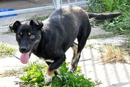 Kukers kochany piesek bez oczka czy nie ma szans n