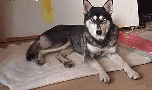 Ok. 3-letnia FRIDA w typie husky czeka na odpowied