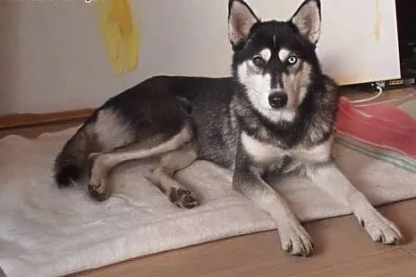 Ok. 3-letnia FRIDA w typie husky czeka na odpowied