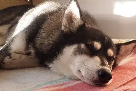 Ok. 3-letnia FRIDA w typie husky czeka na odpowied