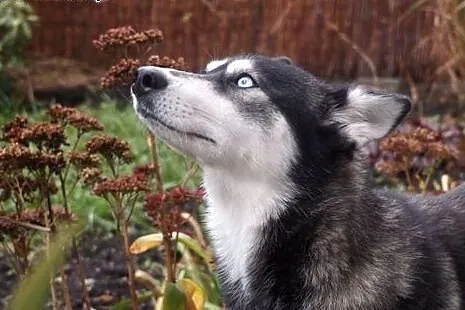 Ok. 3-letnia FRIDA w typie husky czeka na odpowied