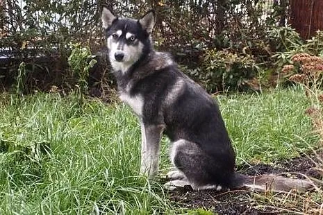 Ok. 3-letnia FRIDA w typie husky czeka na odpowied
