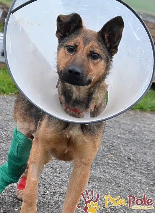 KOCIEJKA-bardzo wesoła, energiczna, przyjazna młoda sunia szuka domu, adopcja, Małopolskie, Kraków