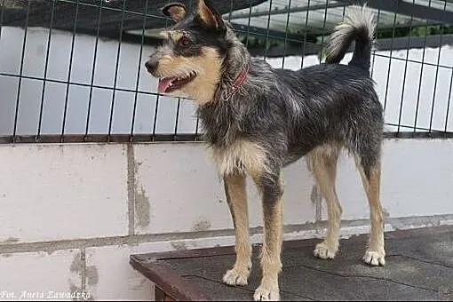 Foksiu już tyle czeka! Adoptuj!,  mazowieckie Wars