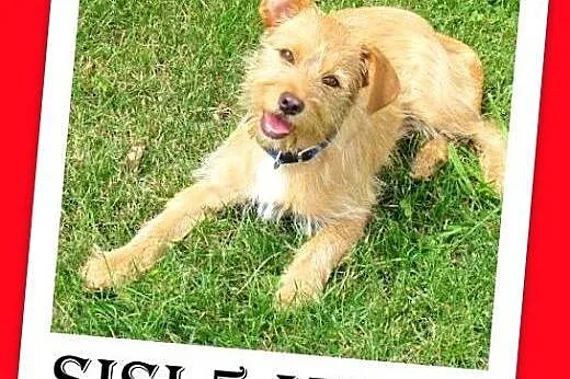 Szczeniak wyrzucony z samochodu,mała,grzeczna suczka SISI.Adopcja,  śląskie Katowice