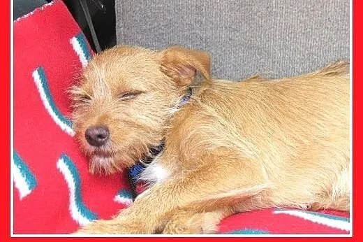 Szczeniak wyrzucony z samochodu,mała,grzeczna sucz