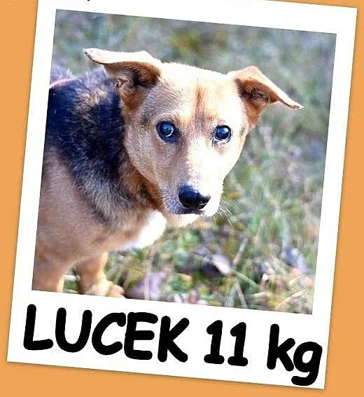 11 kg, łagodny, grzeczny, przyjacielski,łagodny ps