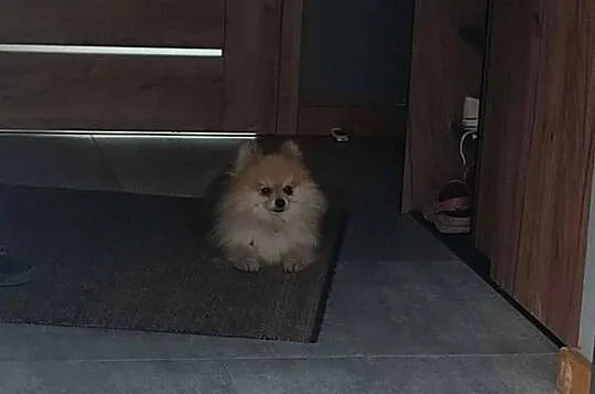 Szpic Miniaturowy Pomeranian Boo, Podkarpackie, Rzeszów