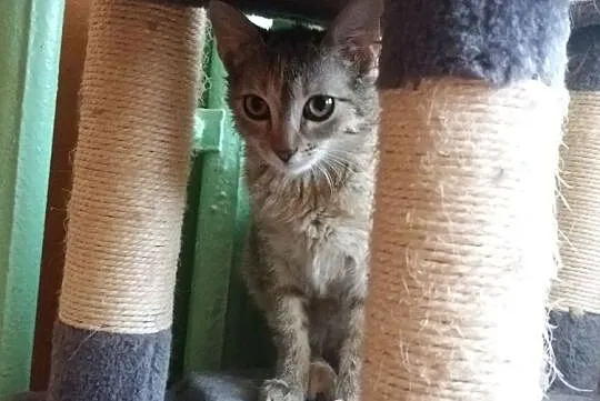 Lola szuka domu