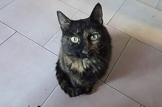 Prześliczna koteczka Dora