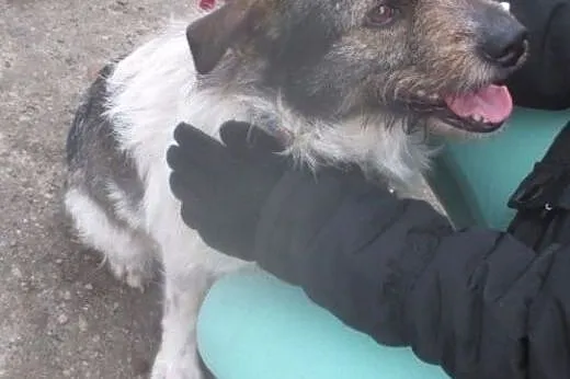 Łatek- uroczy, uległy psiak, mix sznaucerek,  mało