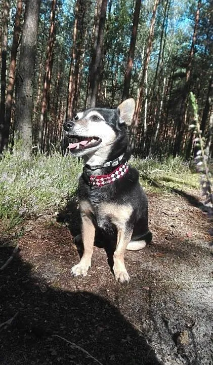 Niewielka, spokojna, kanapowa sunia szuka domu, m