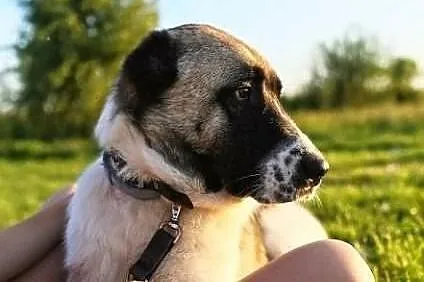 Suczka CAO Kida szuka domu