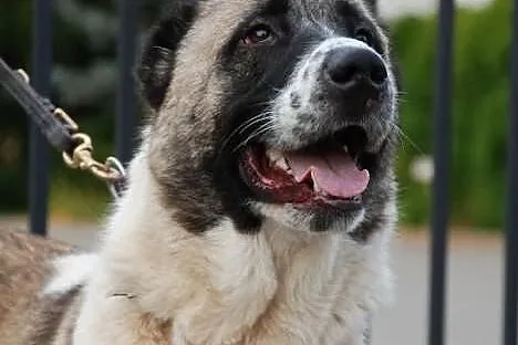 Suczka CAO Kida szuka domu