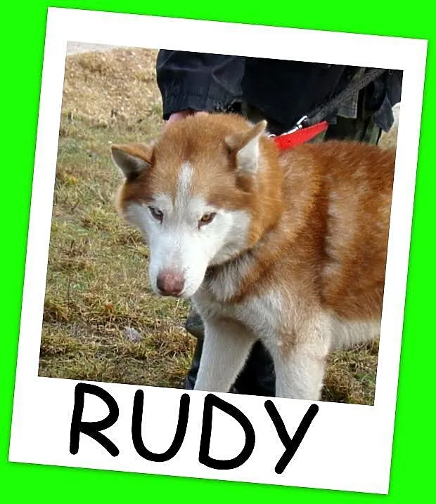 RUDY pies w typie husky, przyjazny,towarzyski,kont