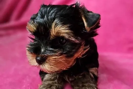 Dziewczynka Yorkshire Terrier Wyprawka Chip