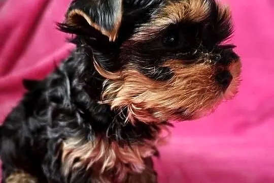 Dziewczynka Yorkshire Terrier Wyprawka Chip, Śląskie, Częstochowa