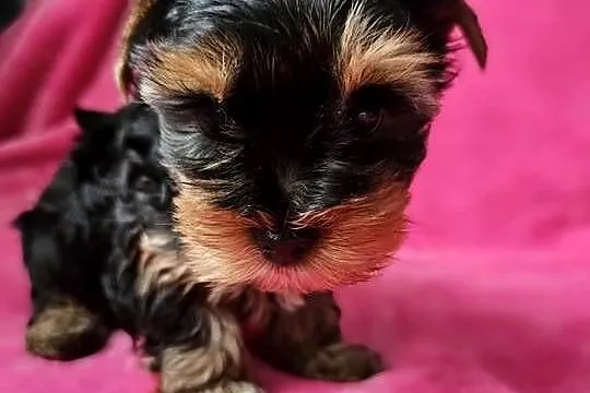 Dziewczynka Yorkshire Terrier Wyprawka Chip, Śląskie, Częstochowa