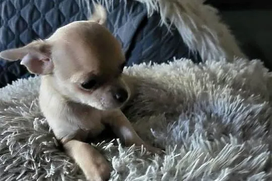 chihuahua