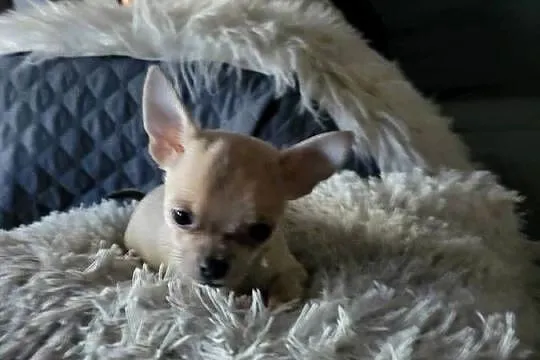 chihuahua, Kujawsko-pomorskie, Grudziądz