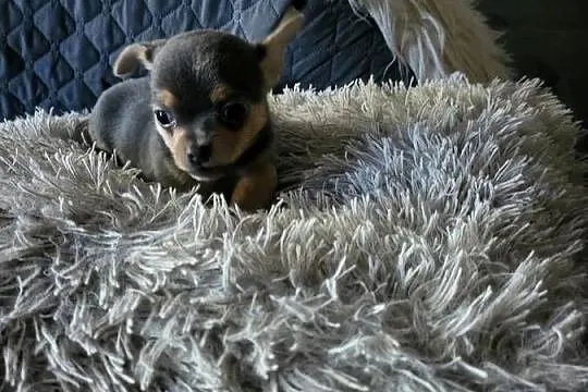 chihuahua, Kujawsko-pomorskie, Grudziądz