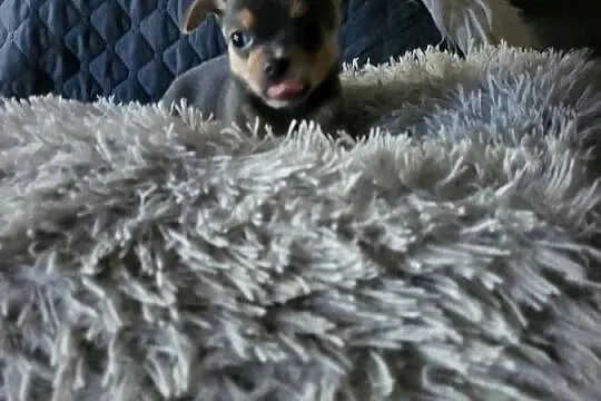 chihuahua, Kujawsko-pomorskie, Grudziądz