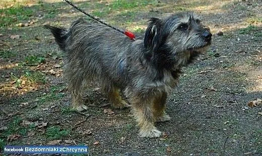 Malutki Yoda cierpi w schronisku, bez człowieka!,