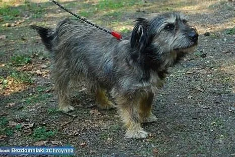 Malutki Yoda cierpi w schronisku, bez człowieka!, mazowieckie Warszawa
