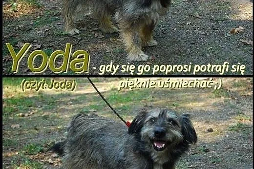 Malutki Yoda cierpi w schronisku, bez człowieka!, 
