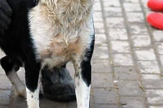 Aisza swoim spojrzeniem prosi aby pomóc zmienić je