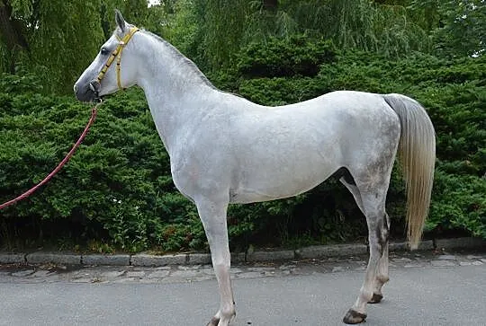 Neoryt ogier Czystej Krwi Arabskiej, , Wrocław