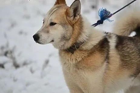 Freki - młody psiak w typie husky szuka kochająceg