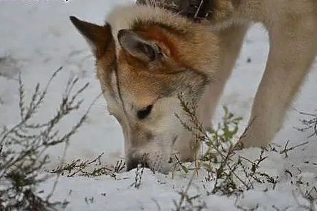 Freki - młody psiak w typie husky szuka kochająceg