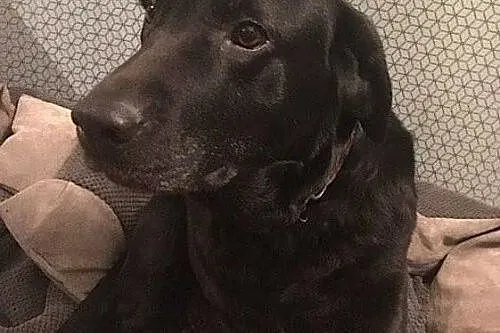 Freya - młoda, grzeczna, idealna labradorka szuka 
