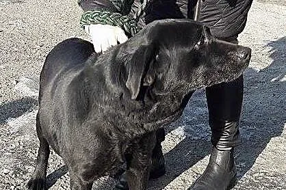 Freya - młoda, grzeczna, idealna labradorka szuka 