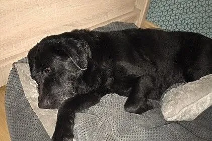 Freya - młoda, grzeczna, idealna labradorka szuka 