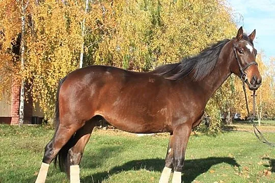 MŁODY PERSPEKTYWICZNY KOŃ DO SPORTU!, Buk