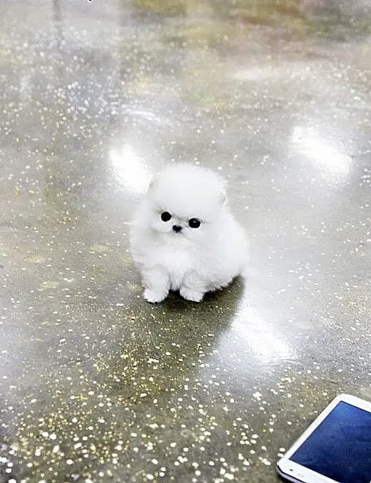 Cute puppy pomorskim, Pozostałe rasy cała Polska