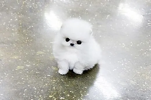 Cute puppy pomorskim, Pozostałe rasy cała Polska
