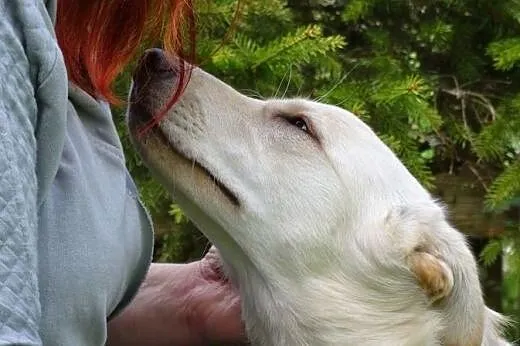 Api w typie labradora,  mazowieckie Warszawa