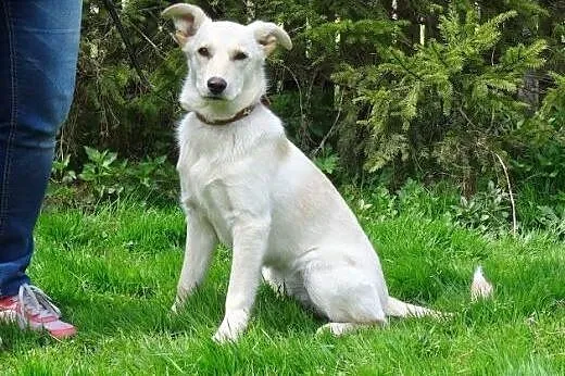 Api w typie labradora,  mazowieckie Warszawa