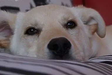 Api w typie labradora,  mazowieckie Warszawa