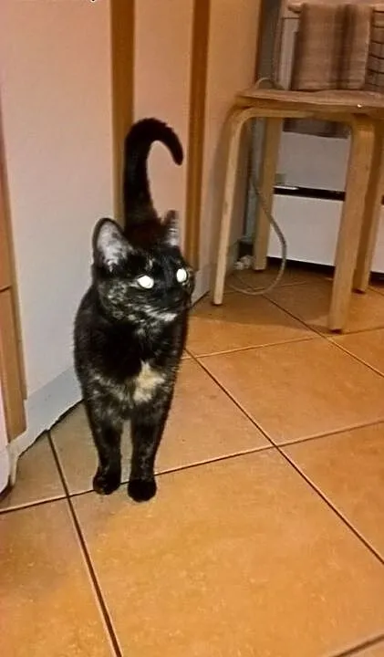 Piękna szylkretka, kotka Sisi adopcja, śląskie Bę