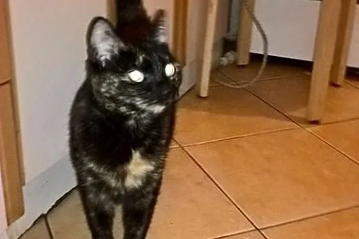 Piękna szylkretka, kotka Sisi adopcja,  śląskie Bę
